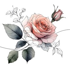 Watercolor  Rose Blossom