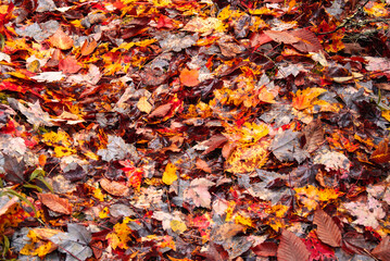 autumn leaves background