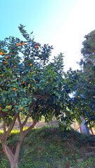 Fototapeta na wymiar mandarin trees Georgia in sunny day
