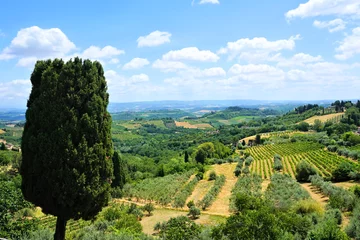 Fotobehang View over the vineyards and olive groves of Tuscany with cypress tree, Italy © Jenifoto