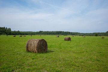 Round bales of hay in the fields against a background of forest and blue sky