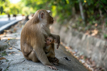 Little monkey sucks its mother's nipple