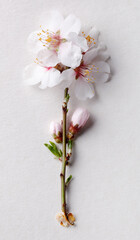 Pink almond blossom on paper
