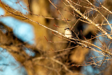 Loggerhead Shrike Sitting In Tree