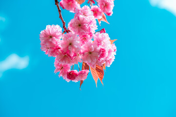 Beautiful Pink Sakura flowers, cherry blossom during springtime against blue sky