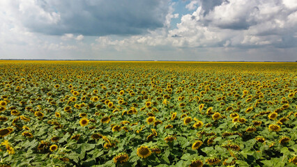 A field of sunflowers under a cloudy sky.