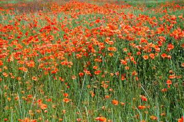 Fototapeta premium Brightly colored flowers fill the entire landscape.