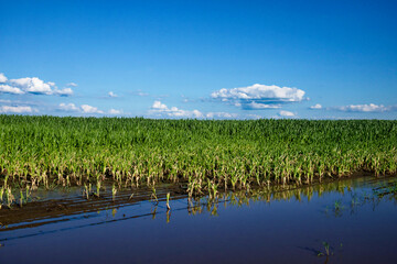 Greenery sprouting amidst standing water under the open sky.