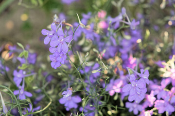 The image captures the delicate nature of purple flowers surrounded by lush greenery under subtle lighting.