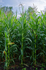 Green corn stalks growing in rich brown soil.