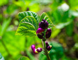 Purple flower buds are ready to bloom, surrounded by vibrant green leaves in a natural setting.