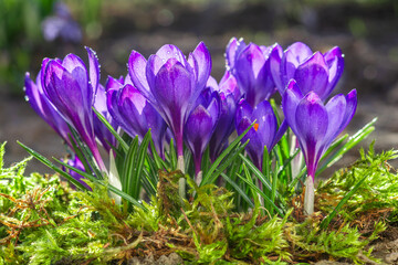 Beautiful early spring blue crocus flowers