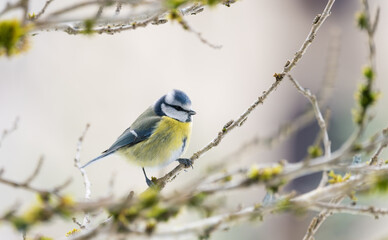 Blue tit, Parus caeruleus, single bird on branch in winter