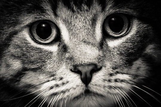 Katze , Stubentieger , 