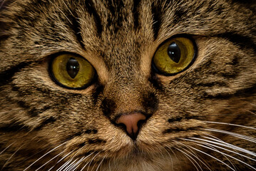 Katze , Stubentieger , 