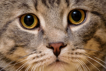 Katze , Stubentieger , 