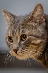 Katze , Stubentieger , 