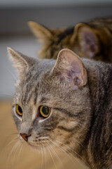 Katze , Stubentieger , 