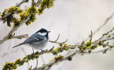 coal tit (Periparus ater), single bird on branch in winter