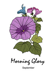 Morning Glory, September birth month flower colorful illustration. Petunia botanical hand drawn design for logo, tattoo, packaging, card, wall art. Vector isolated on transparent background.