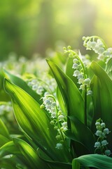 Fresh Lilies of the Valley bloom brightly in a sun-drenched spring garden, symbolizing purity and the return of happiness.. - obrazy, fototapety, plakaty