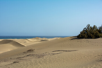Sandy beach  and dune with  a tree overlooking the sea