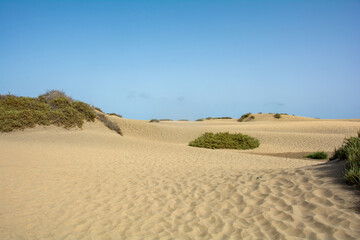 Sand dunes with green plants of Maspalomas on Gran Canaria in Spain - obrazy, fototapety, plakaty