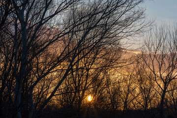 Capturing the magic. Golden hour sunset time through bare tree branches.