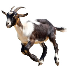 Animal goat running isolated on white or transparent background