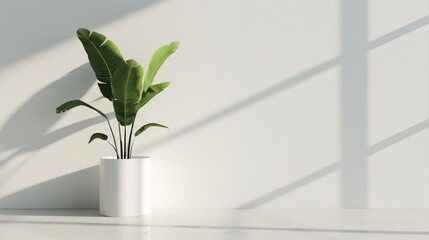 Product display and wallpaper are suitable for minimalist photography.