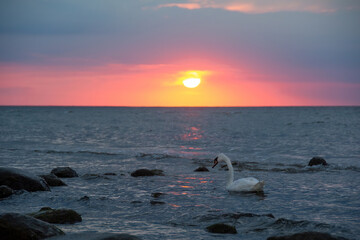 A swan swims in the open sea at sunset