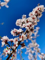 Beautiful almond branch on a blue sky background.