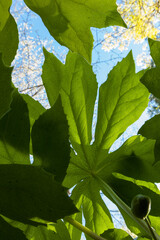 Mayapple Close-Up from Below - 750138799