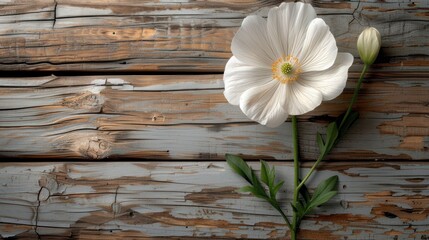 a white flower sitting on top of a piece of wood next to a green stem and a white flower on top of a piece of wood.