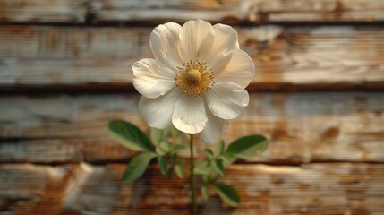 a close up of a white flower on a wooden table with a wall in the backround behind it.