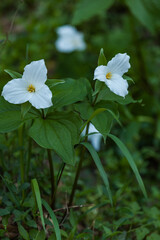 White Trillium in the Great Smoky Mountains National Park - 750139362