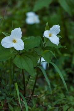 White Trillium in the Great Smoky Mountains National Park