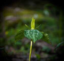 Yellow Trillium in the Great Smoky Mountains - 750139550