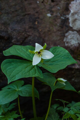 White Trillium in the Great Smoky Mountains National Park - 750139716