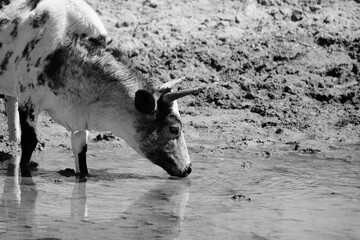 Cow hydration concept with young bovine getting drink of shallow pond water in black and white closeup. - 750139747