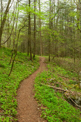 Fototapeta na wymiar Trail in the Great Smoky Mountains National Park