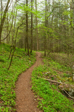 Trail in the Great Smoky Mountains National Park