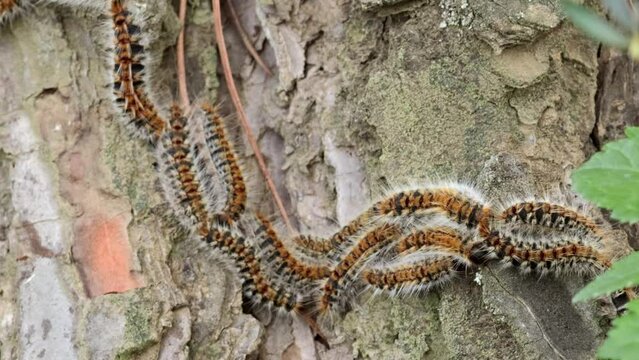 Pine processionary caterpillar, walking along a pine trunk. Thaumetopoea pityocampa