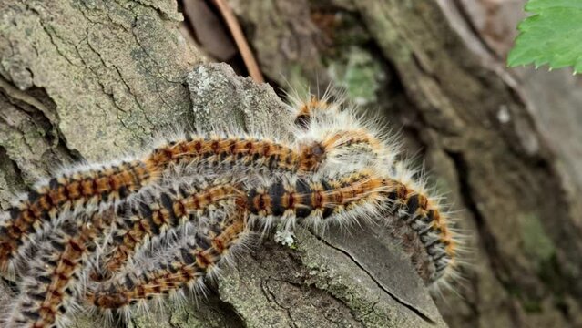 Pine processionary caterpillar, walking along a pine trunk. Thaumetopoea pityocampa