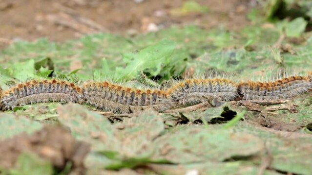 Pine processionary caterpillar, walking along a pine trunk. Thaumetopoea pityocampa