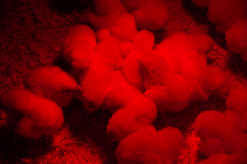Baby White Rock Meat Birds in a pen. Adorable chicks are only a couple of days old. In a barn with a heat lamp & wood shavings.