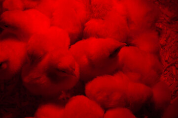 Baby White Rock Meat Birds in a pen. Adorable chicks are only a couple of days old. In a barn with a heat lamp & wood shavings.