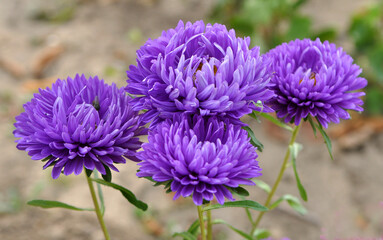 The flower beds grow asters
