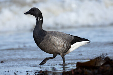 Brent Goose