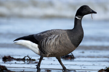 Brent Goose